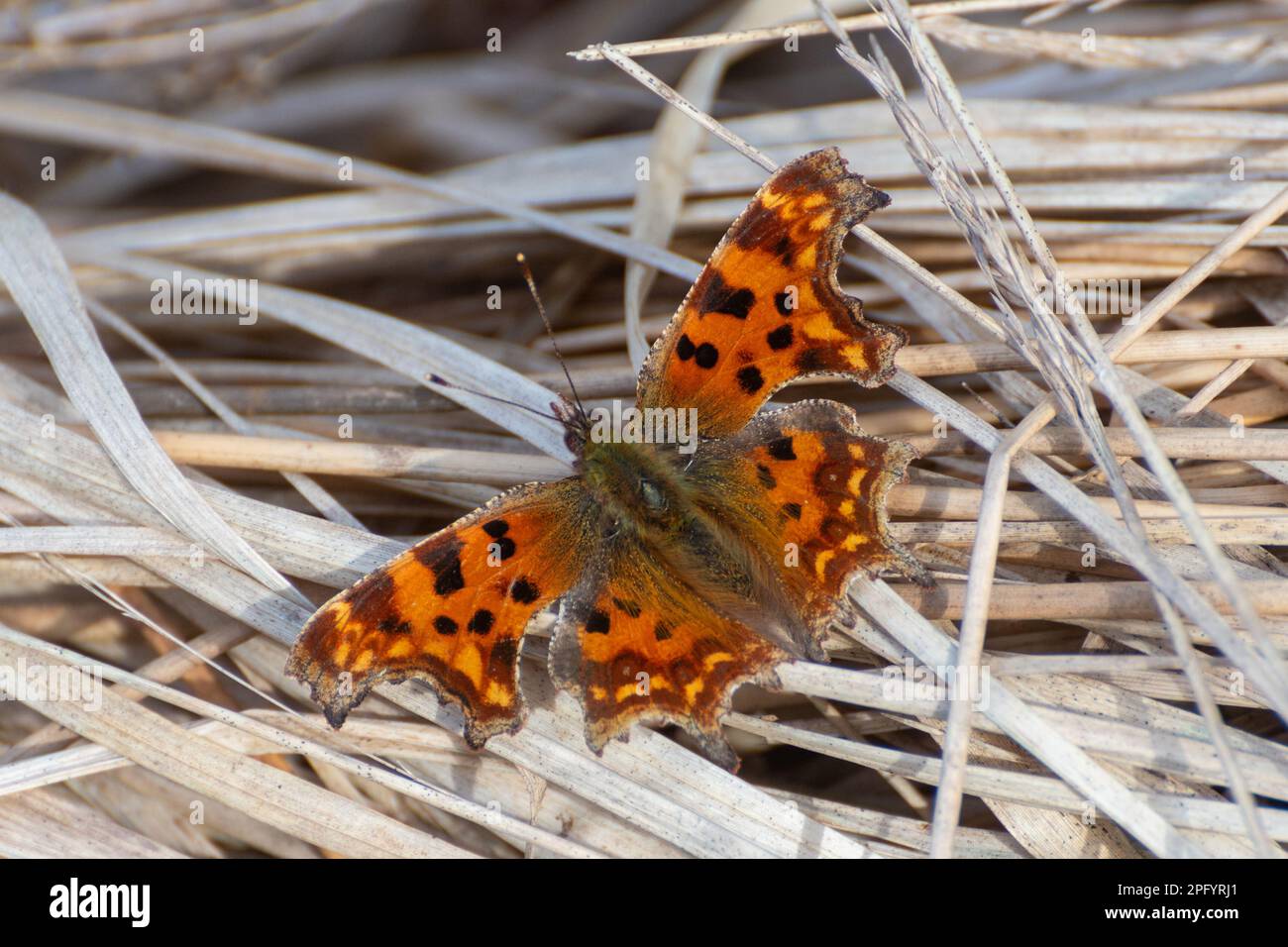 Comma butterfly (Polygonia c-album) warming in the March sun after emerging from hibernation, Hampshire, England, UK Stock Photo