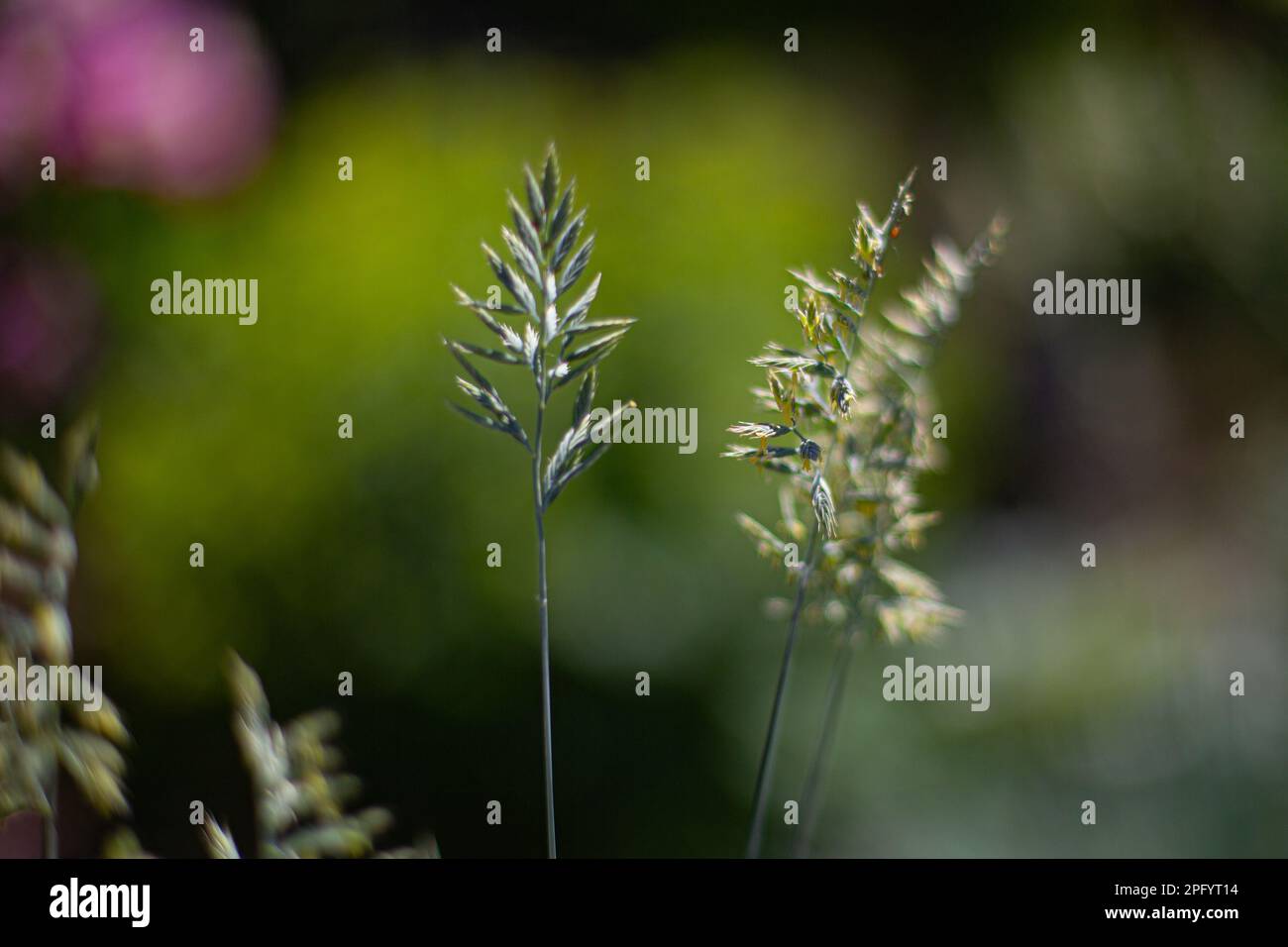Closeup of green grasses with seeds symbolic for hay fever (allergic