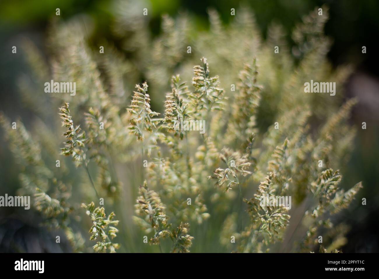 Closeup of green grasses with seeds symbolic for hay fever (allergic