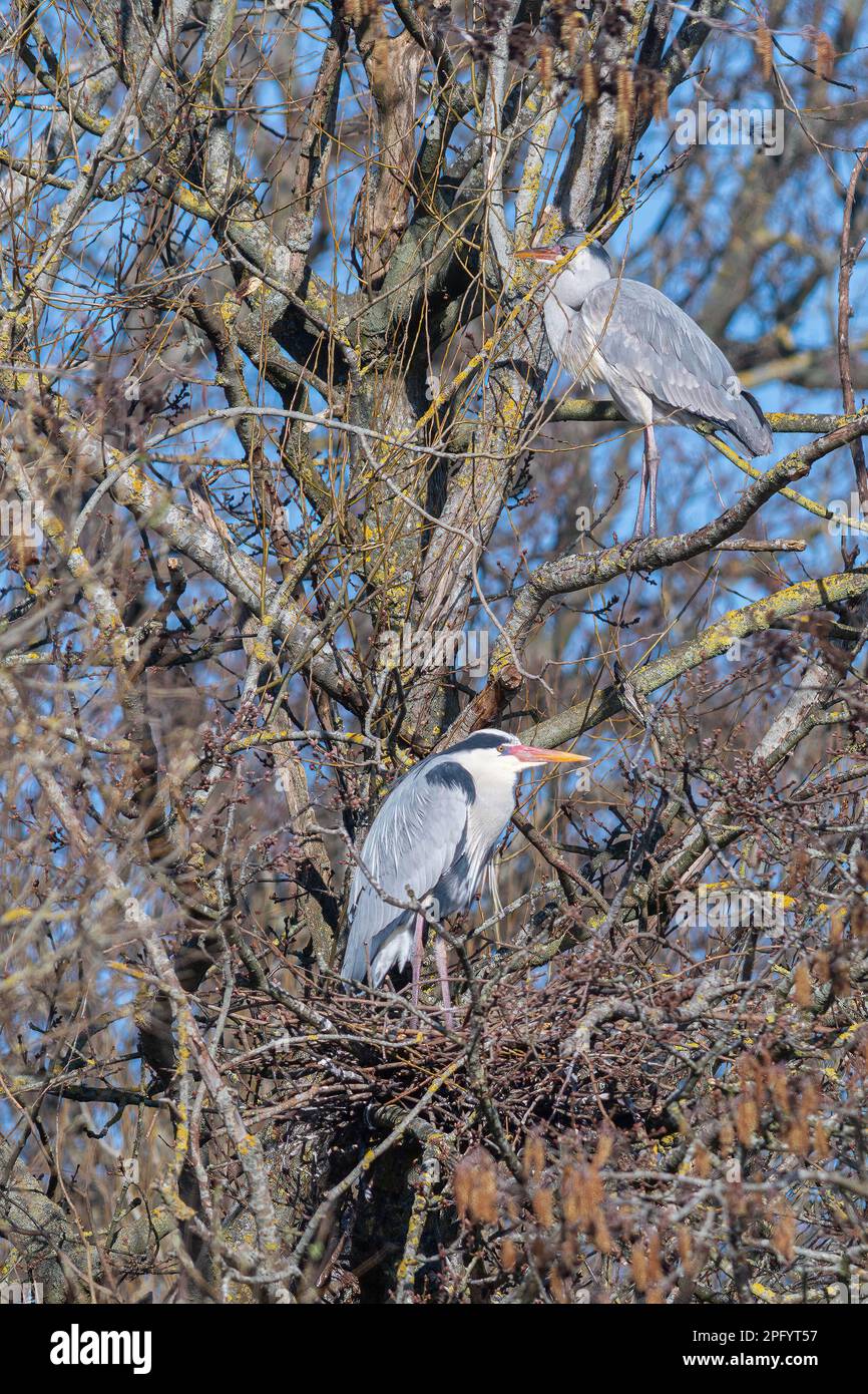 Grey herons (Ardea cinerea) on a nest in a tree, heronry in Hampshire, England, UK, during March Stock Photo