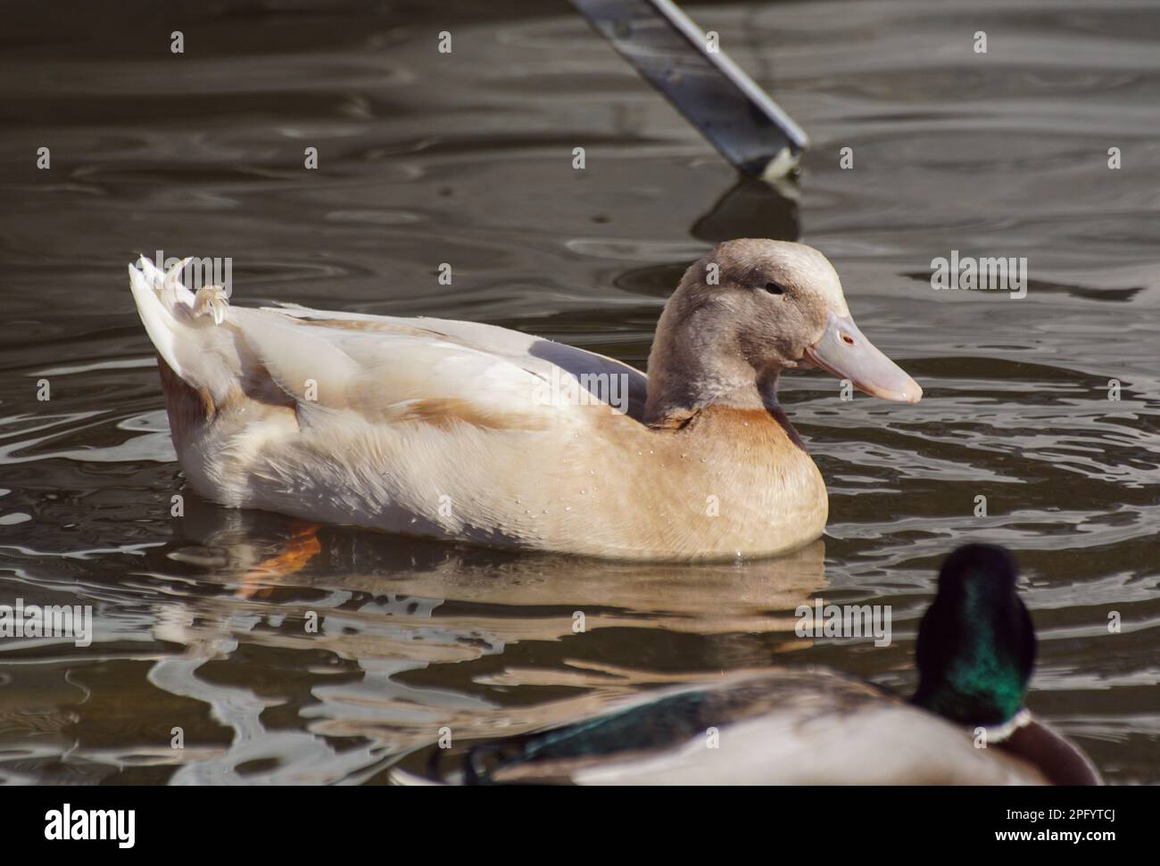 Close up of duck swimming in lake Stock Photo
