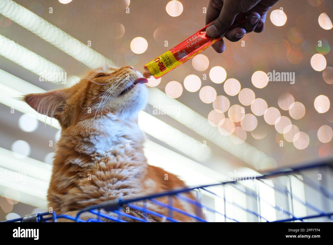 Ahmedabad, Gujarat, India. 19th Mar, 2023. Felines and their friends