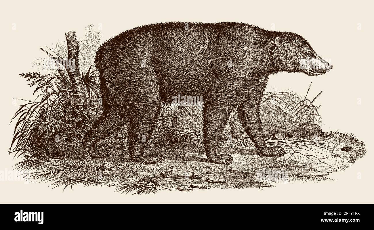 Walking sun bear helarctos malayanus in side view, after antique