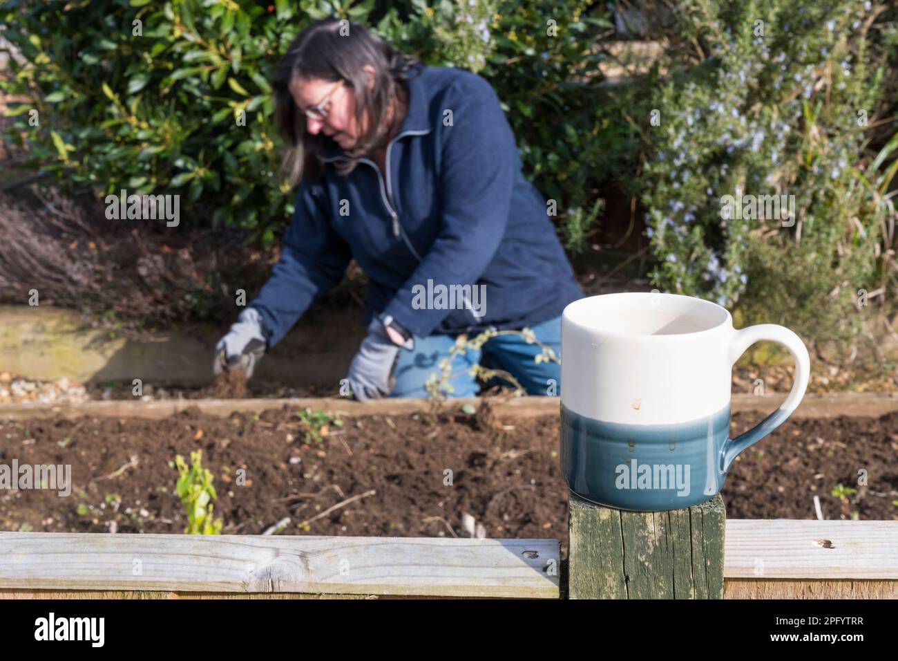 A mug of tea in the garden while weeding around the vegetable beds. Stock Photo