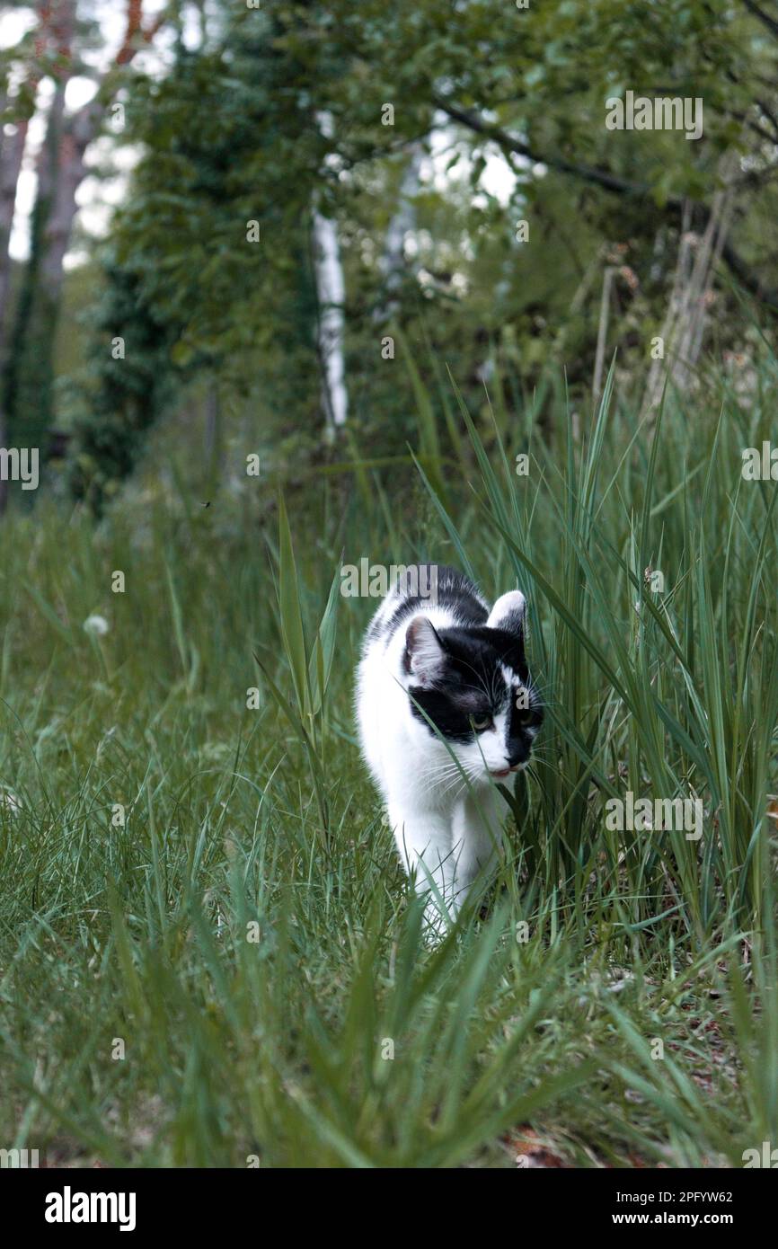 Cat, Hunting cat Stock Photo