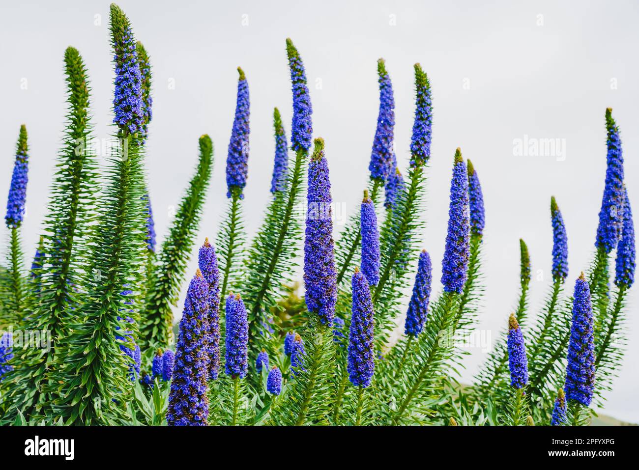 Pride of Madeira ( Echium candicans ), a magnificent conical blue flower spikes. Giant bush in full bloom close-up on the beach in sunny day in Califo Stock Photo
