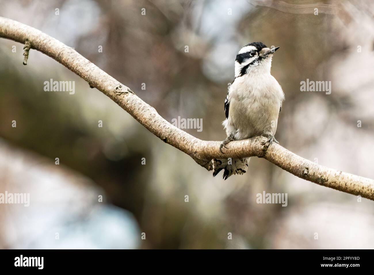 Female downy woodpecker in late winter Stock Photo