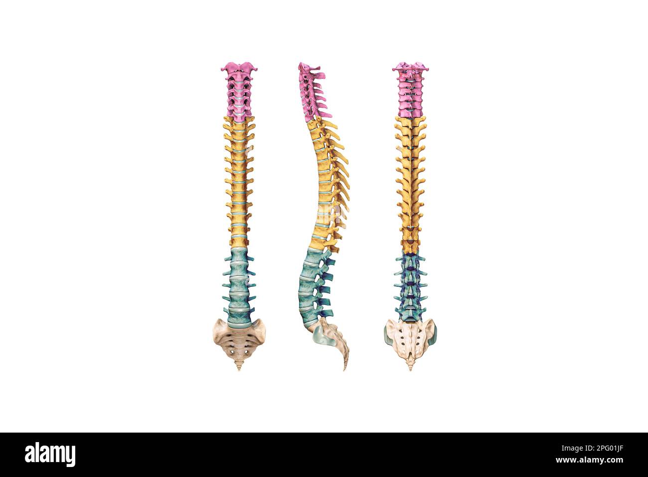 Human spine or spinal column with colored vertebrae isolated on white background 3D rendering illustration. Anterior, lateral and posterior views. Ana Stock Photo