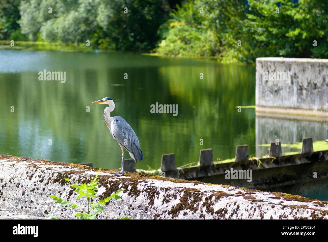 Heron stands at water lock on Danube River near Sigmaringen Castle, Germany. Scenic view of wild bird in Schwarzwald. Theme of nature, Baden-Wurttembe Stock Photo