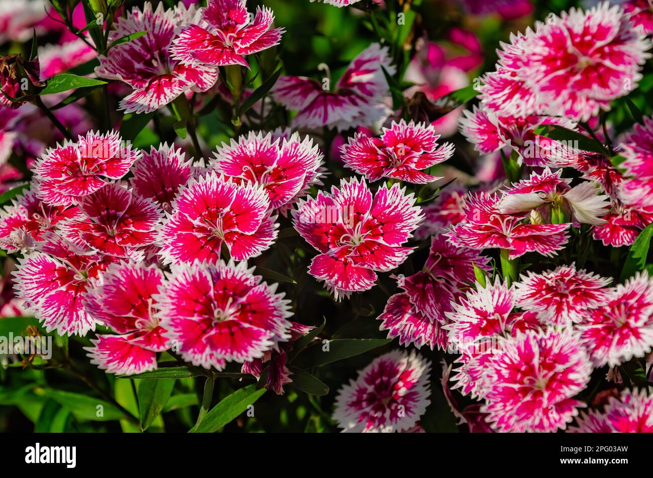 China pink (Dianthus chinensis), a type of dianthus, is pictured, March 8, 2023, in Mobile, Alabama. China pink is a perennial plant. Stock Photo