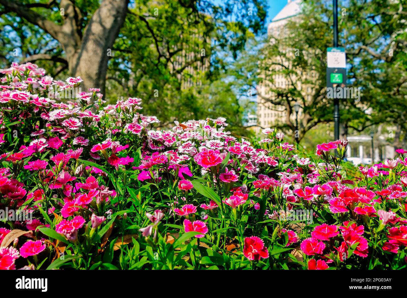 China pink (Dianthus chinensis), a type of dianthus, blooms in Bienville Square, March 8, 2023, in Mobile, Alabama. China pink is a perennial plant. Stock Photo