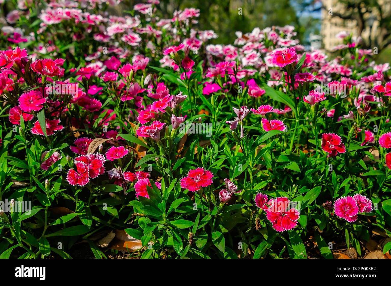China pink (Dianthus chinensis), a type of dianthus, is pictured, March 8, 2023, in Mobile, Alabama. China pink is a perennial plant. Stock Photo