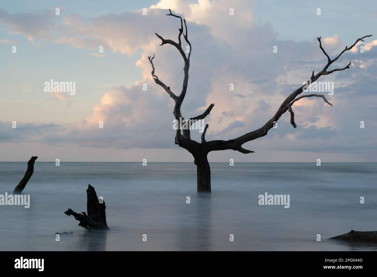 Boneyard Beach in South Carolina with dead trees and driftwood long