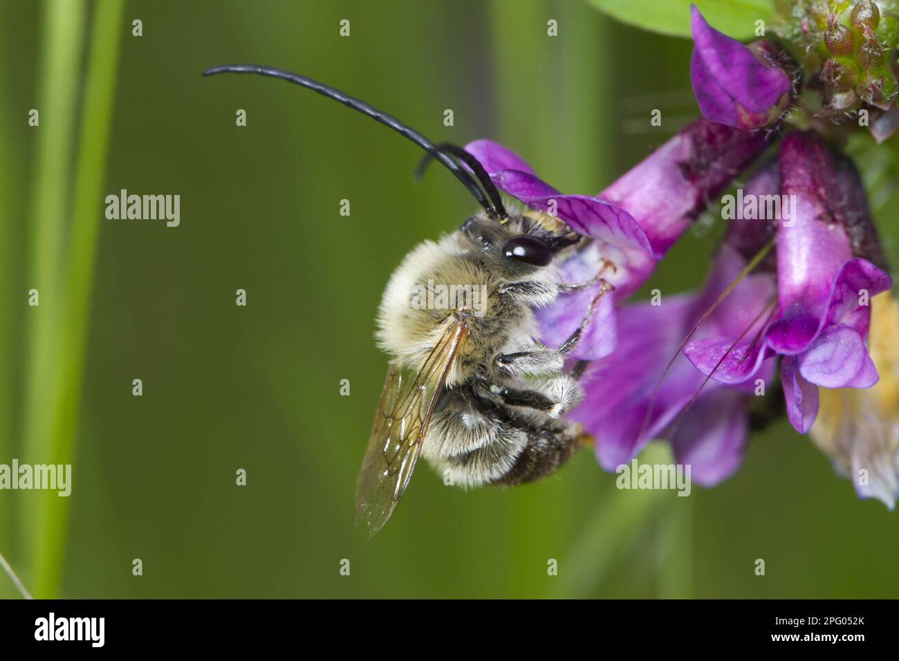 Early long-horned bee, Early long-horned bees, Apidae (Eucera longicornis), Other animals, Insects, Animals, Long-horned bee adult male, feeding on Stock Photo