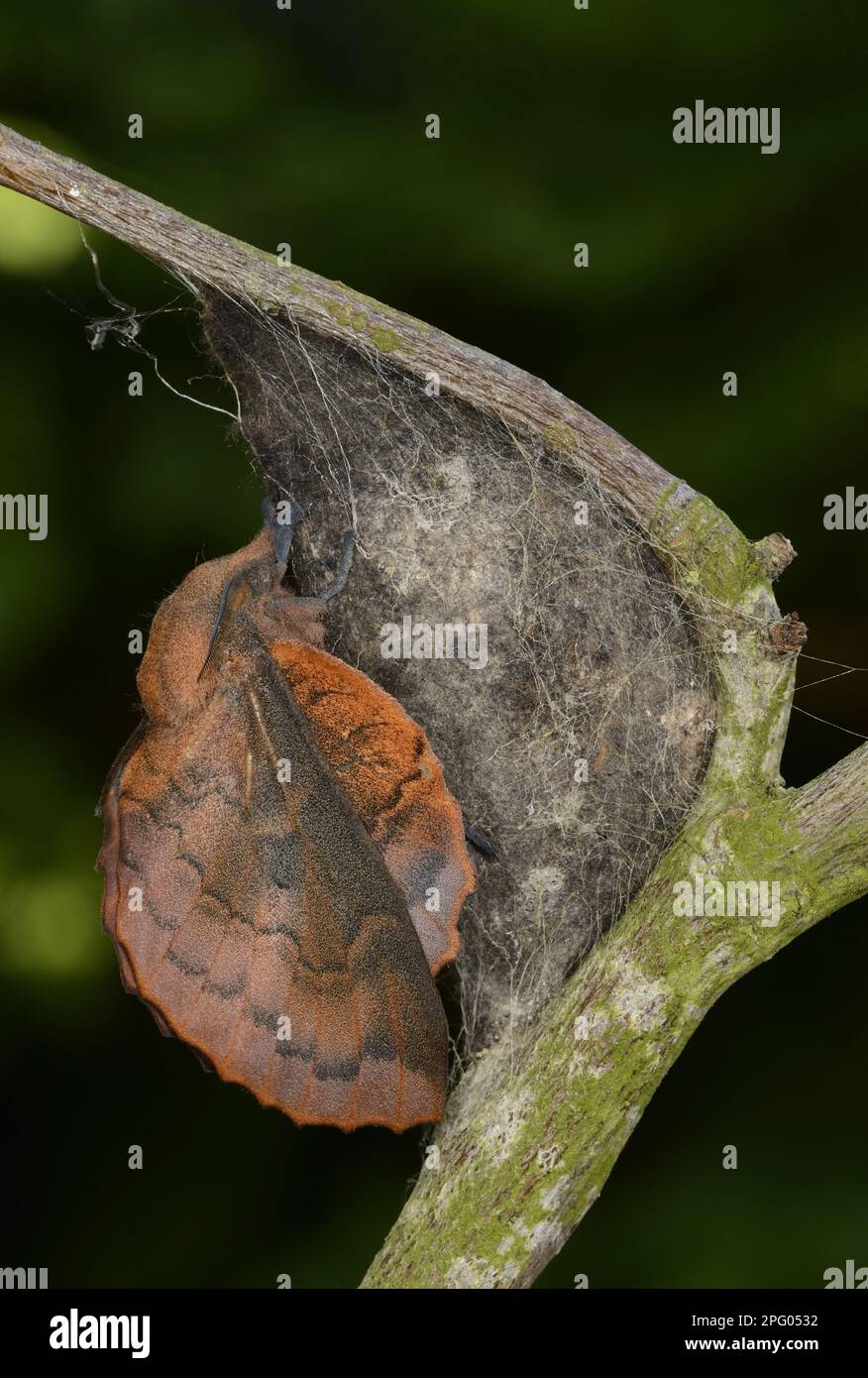 Lappet (Gastropacha quercifolia) Moth newly emerged adult, resting on cocoon attached to hawthorn twig, Oxfordshire, England, United Kingdom Stock Photo