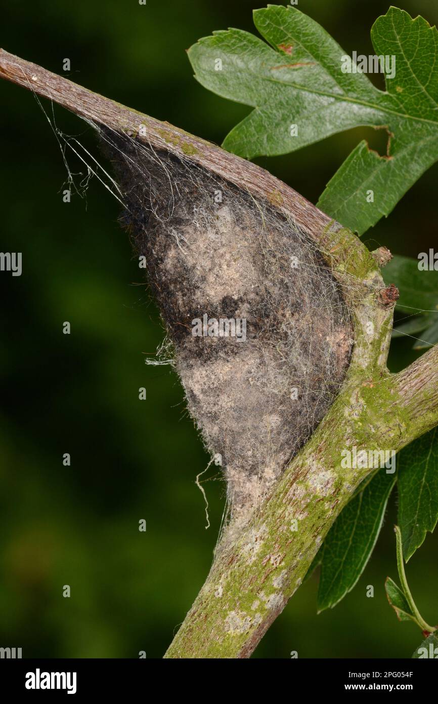 Lappet (Gastropacha quercifolia) Moth cocoon, attached to hawthorn twig, Oxfordshire, England, United Kingdom Stock Photo