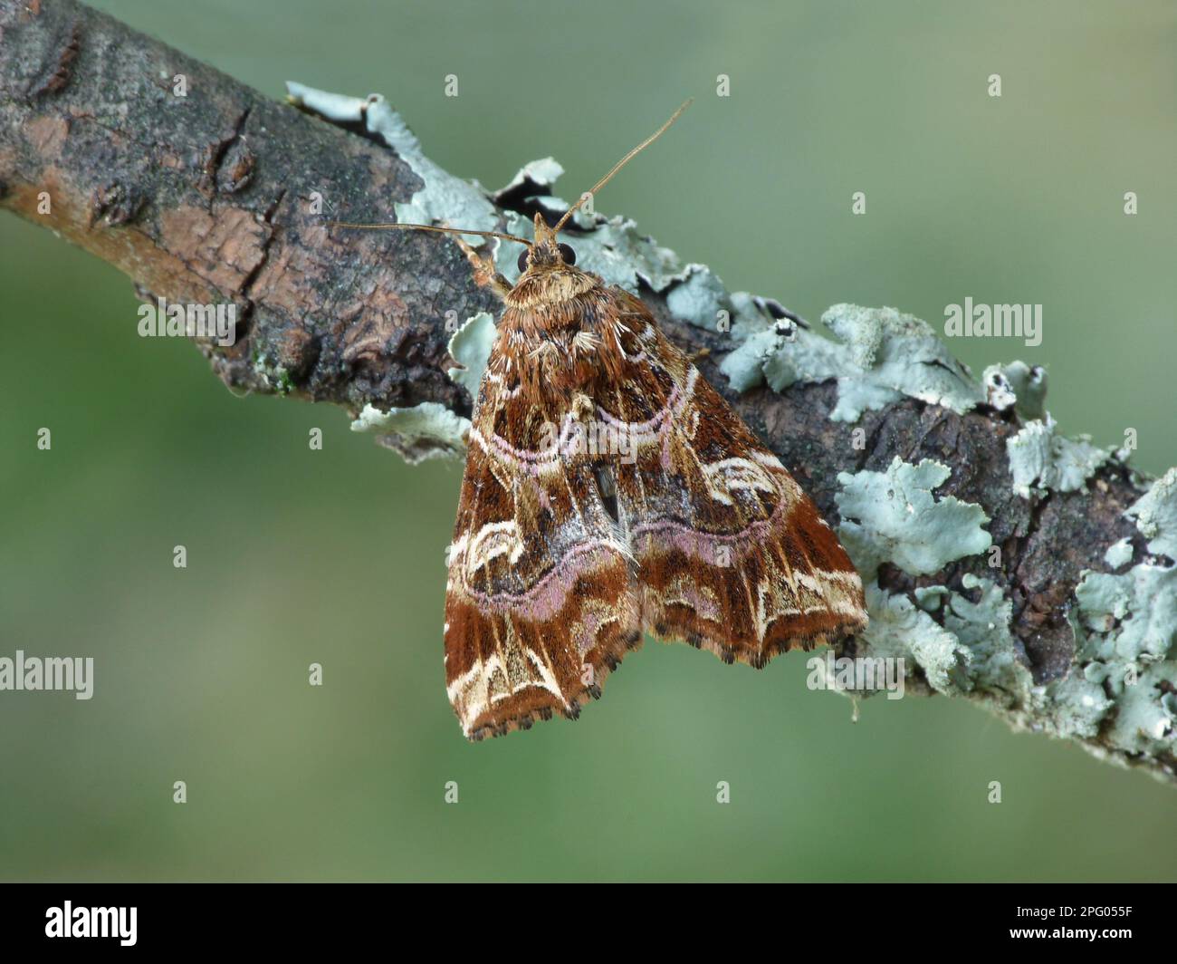 Latin (Callopistria juventina) latin adult, resting on lichen-covered branch, Cannobina Valley, Italian Alps, Piedmont, Italy Stock Photo