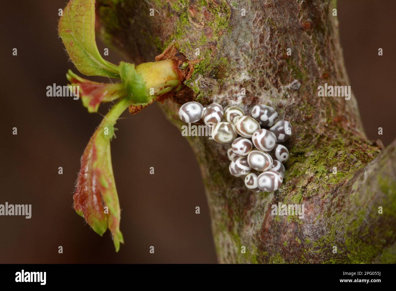Lappet (Gastropacha quercifolia) Moth cluster of eggs, laid on hawthorn twig, Oxfordshire, England, United Kingdom Stock Photo