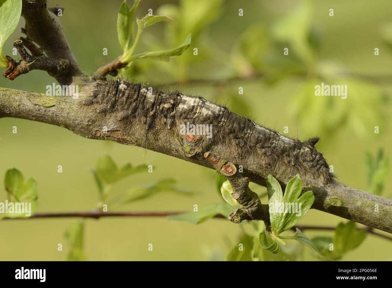 Lappet (Gastropacha quercifolia) Moth full grown larva, feeding on hawthorn, Oxfordshire, England, United Kingdom Stock Photo