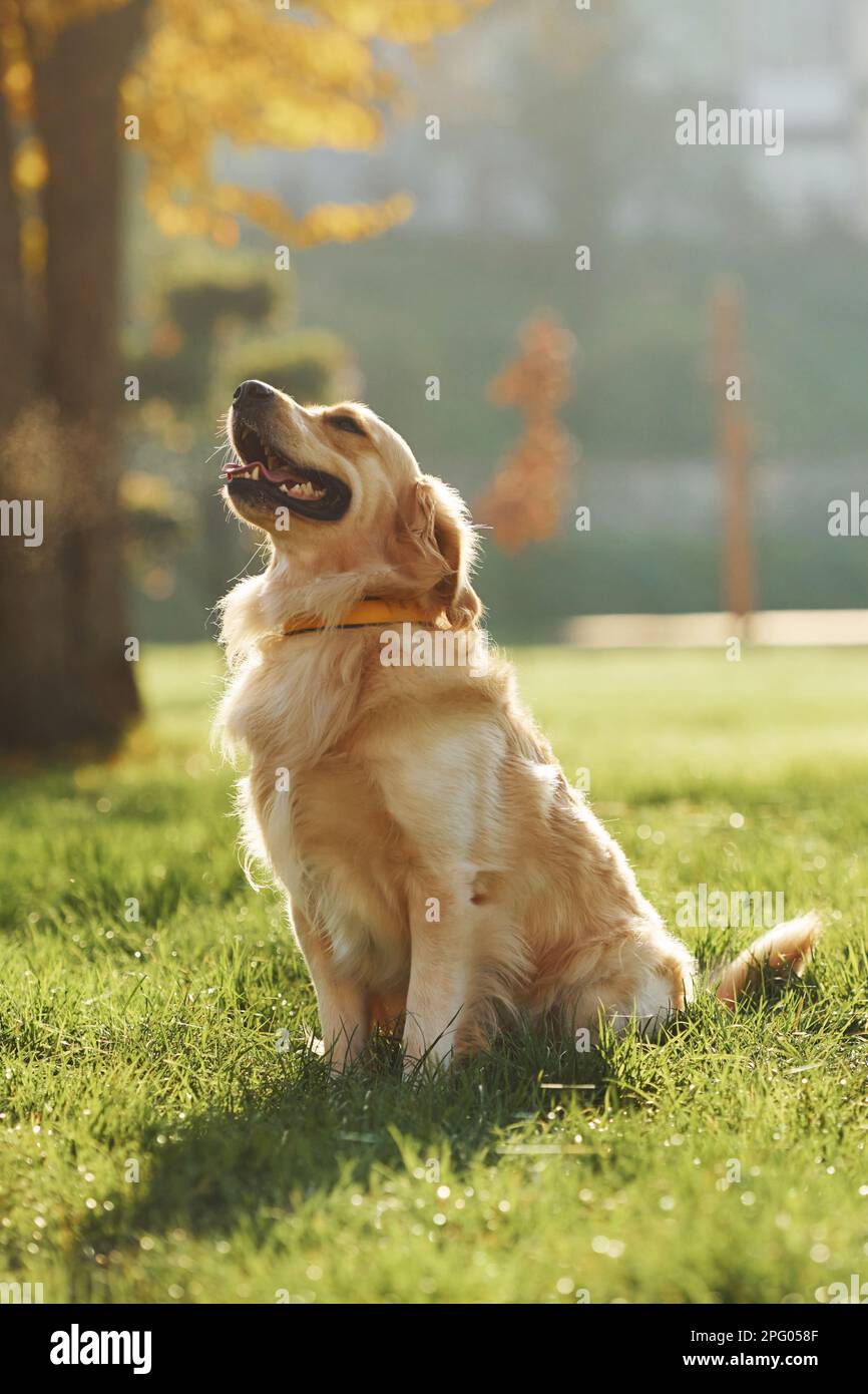 Beautiful Golden Retriever dog have a walk outdoors in the park Stock ...