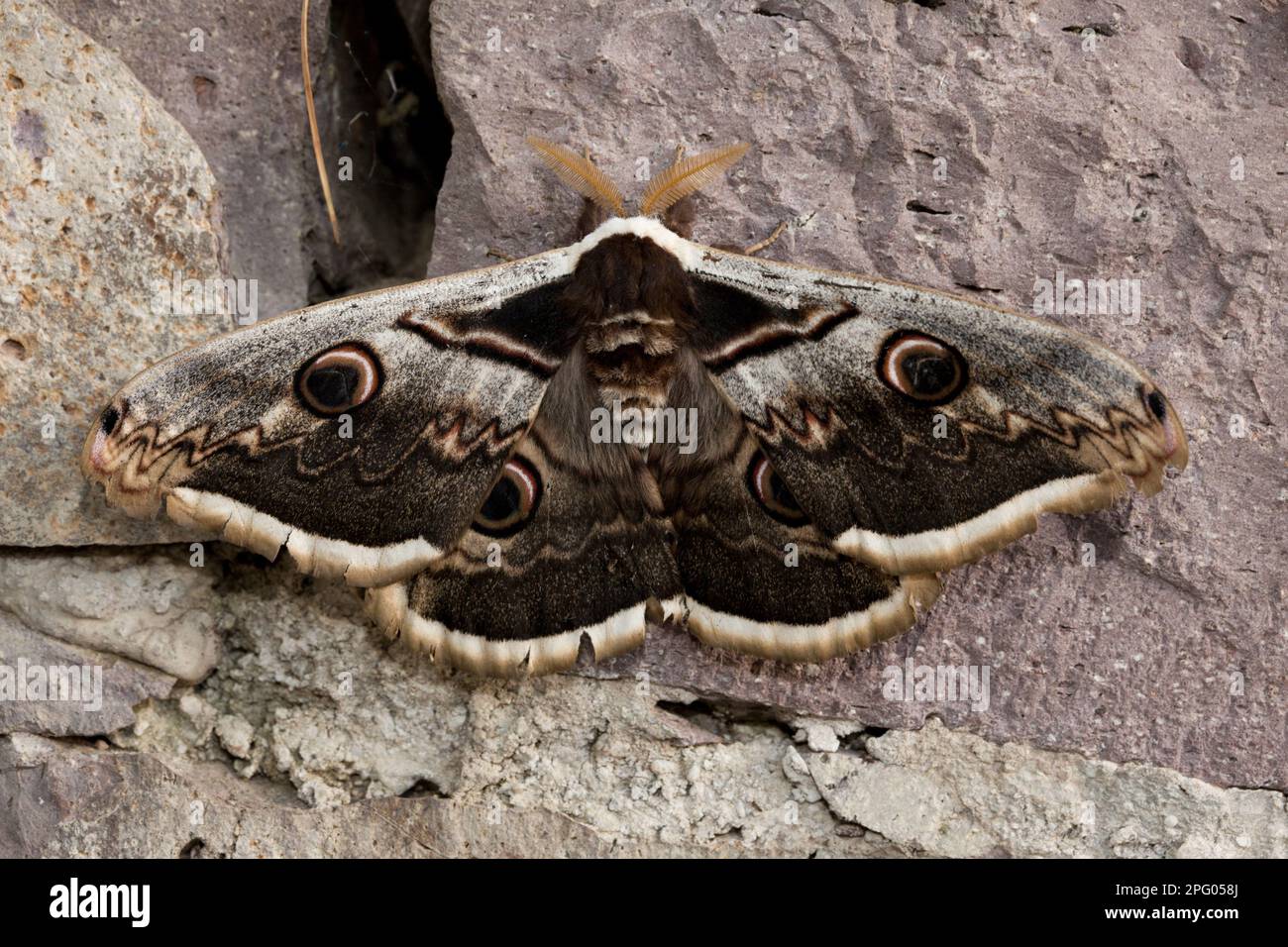 Great Peacock (Saturnia pyri) adult male, resting on rock, Lesvos, Greece Stock Photo