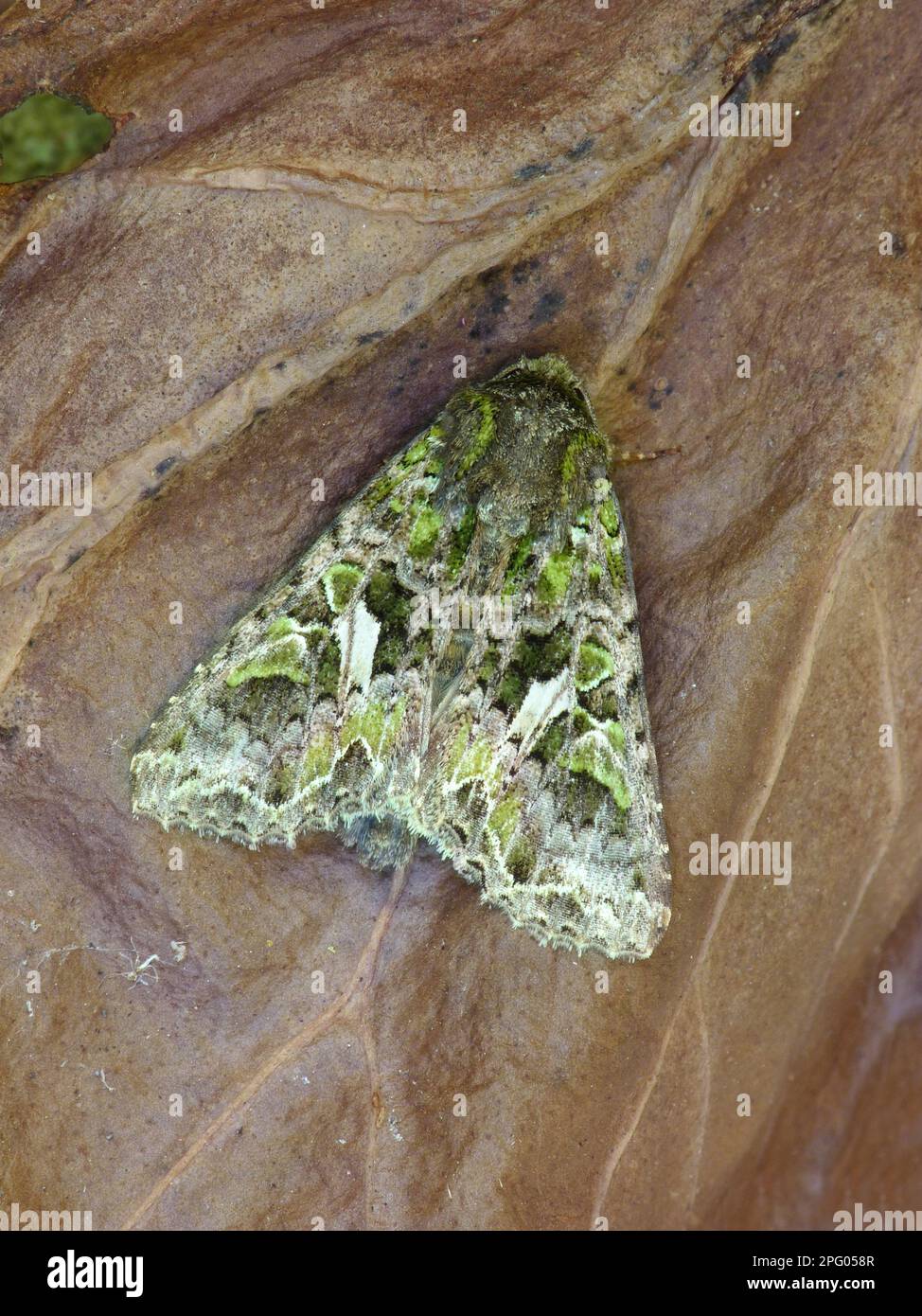 Green reporting owl, Green reporting owls, Insects, Moths, Butterflies, Animals, Other animals, Orache Moth (Trachea atriplicis) adult, resting on Stock Photo