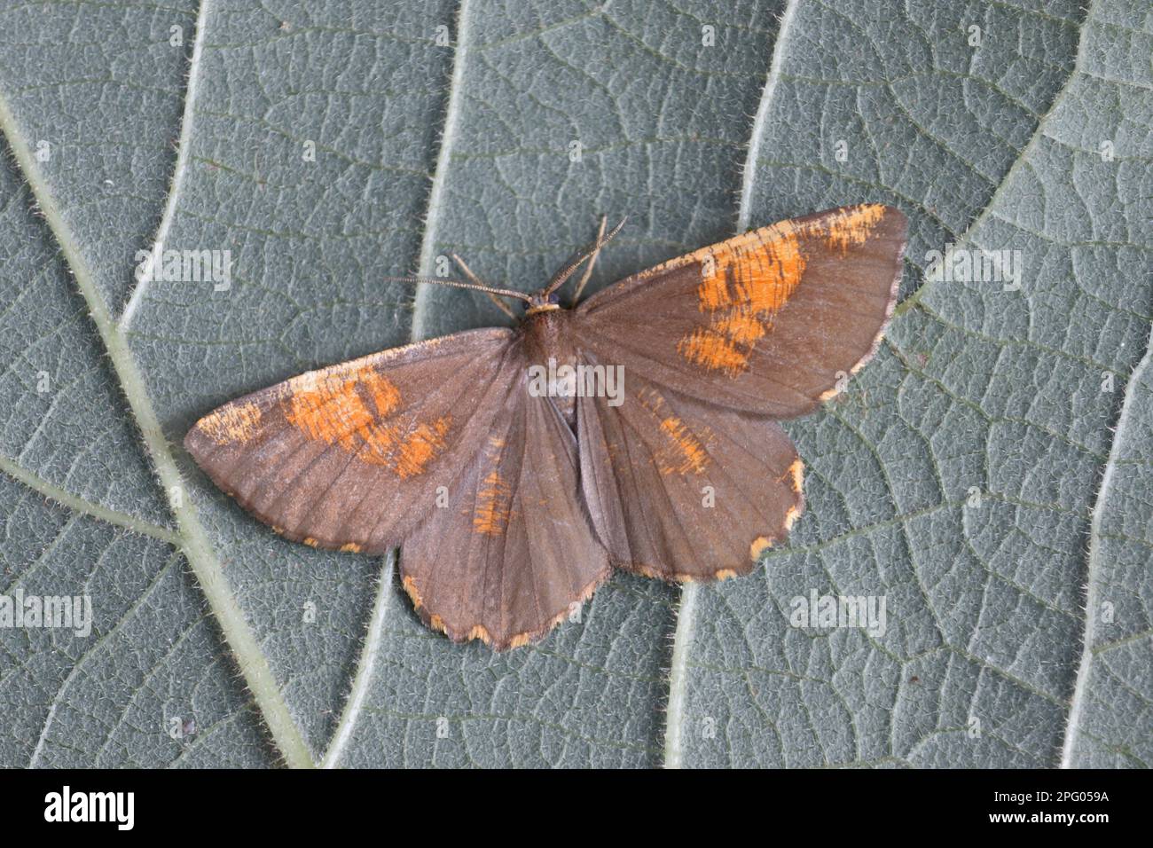 Angerona, Plum moth, Insects, Moths, Butterflies, Animals, Other