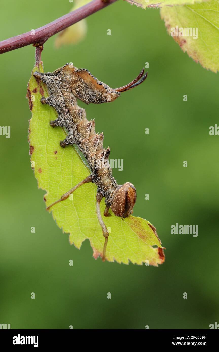 Lobster Moth (Stauropus fagi) larva, feeding on blackthorn leaf