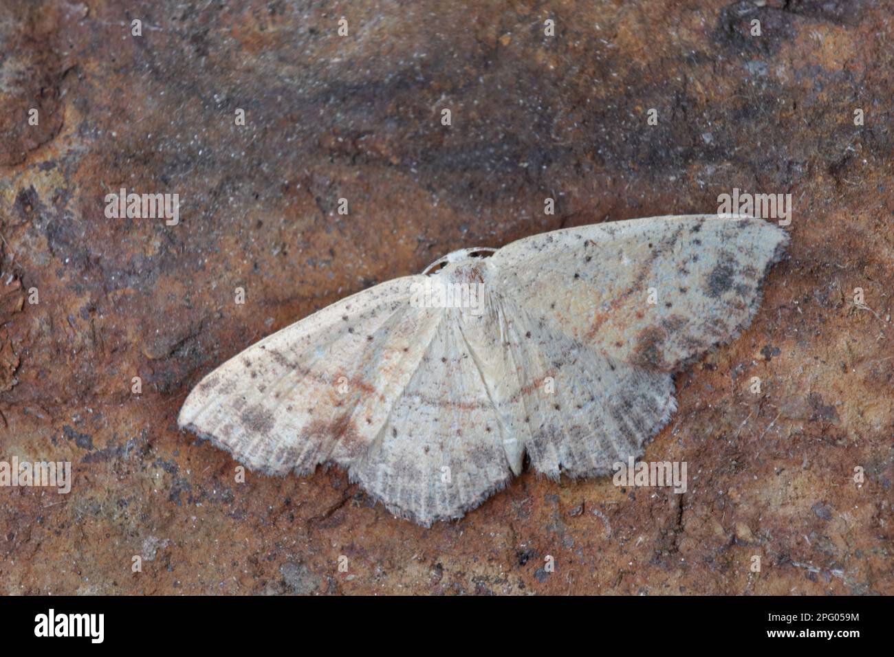 Dotted Oak Girdle Moth (Cyclophora punctaria), Grey Girdle Moth, Insects, Moths, Butterflies, Animals, Other Animals, Maiden's Blush adult, resting Stock Photo