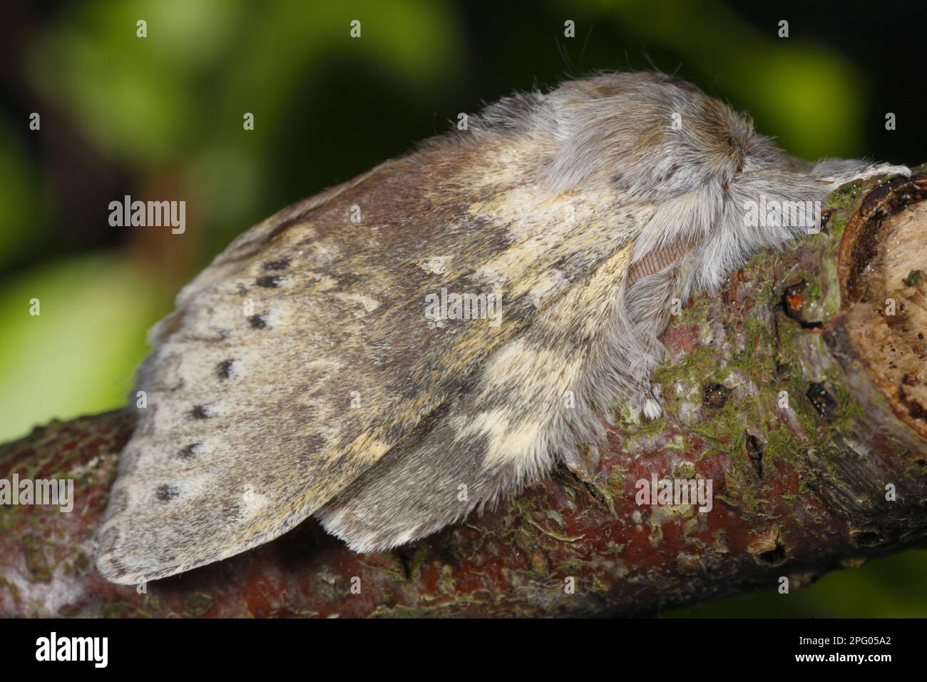 Lobster moth (Stauropus fagi), Insects, Moths, Butterflies, Animals