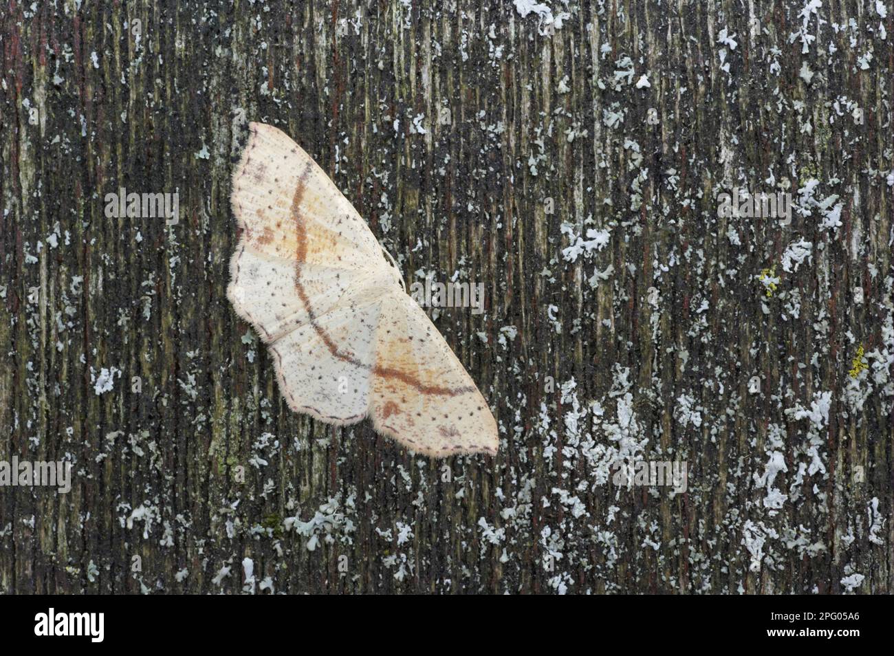 Spotted Oak Girdlewing Moth (Cyclophora punctaria), Grey Girdlewing Moth, Insects, Moths, Butterflies, Animals, Other Animals, Maiden's Blush adult Stock Photo