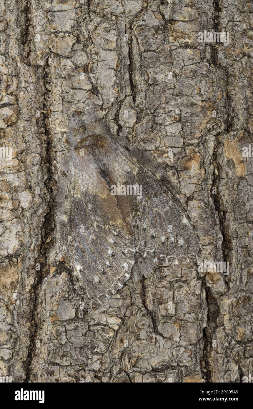 Lobster Moth Stauropus Fagi Hi res Stock Photography And Images Alamy lobster-moth-stauropus-fagi-hi-res-stock-photography-and-images-alamy