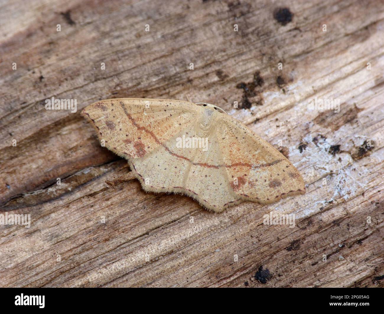Dotted oak girdle moth (Cyclophora punctaria), Grey girdle moth, Insects, Moths, Butterflies, Animals, Other animals, Maiden's blush adult male, res Stock Photo