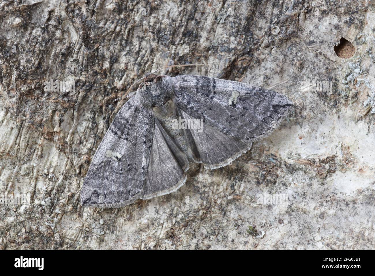 Poplar Tree Insect Invasion Noctura or, poplar lutestring (Tethea or), Poplar Woolback Moth ...