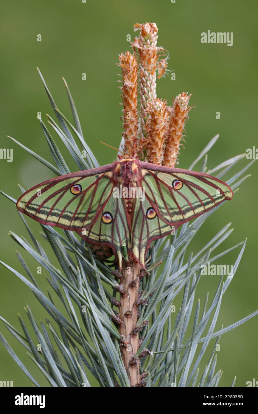 Spanish spanish moon moth (Graellsia isabellae), adult female, resting on flowers of scots pine (Pinus sylvestris) Stock Photo
