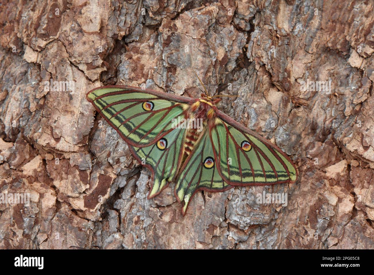 Graellsia isabellina, spanish moon moth (Graellsia isabellae), Peacock ...