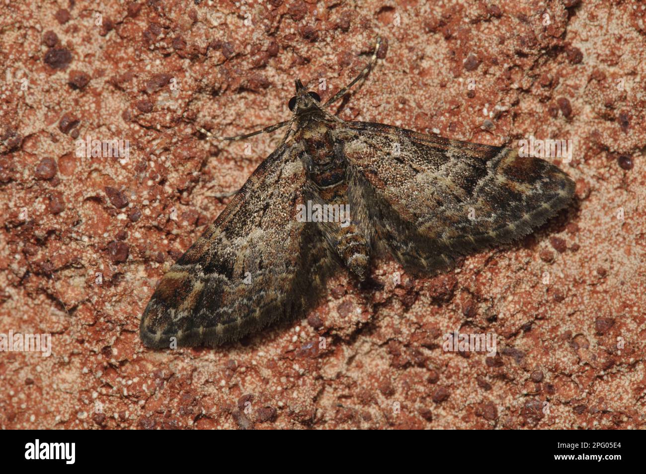Double Mounting Insect Double-striped pug (Gymnoscelis rufifasciata), Insects, Moths ...
