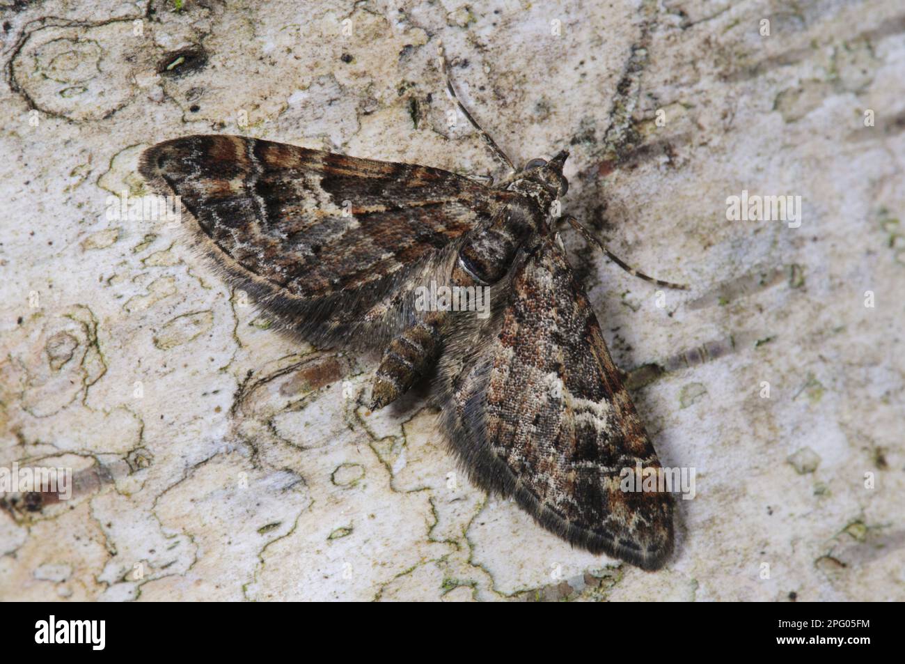 Double-striped pug (Gymnoscelis rufifasciata), Insects, Moths, Butterflies, Animals, Other animals, Double-striped pug adult, newly emerged, resting Stock Photo