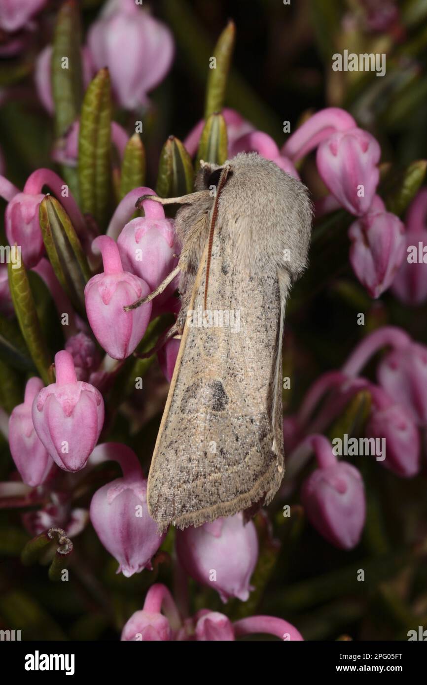 Powdered Quaker (Orthosia gracilis) adult, resting on flowers, Powys, Wales, United Kingdom Stock Photo