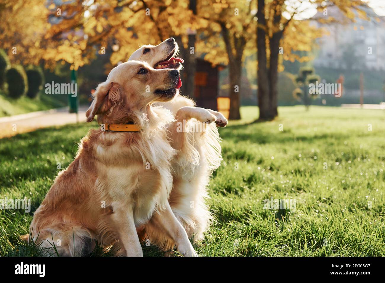 Two beautiful Golden Retriever dogs have a walk outdoors in the park ...