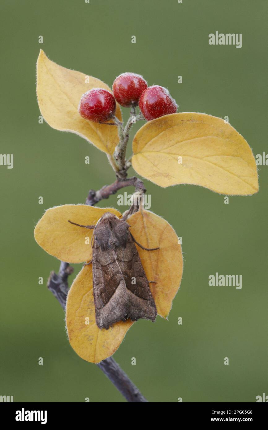 Riparian Mark Owl, Riparian Marsh Highland Mark Owl, owlet moth (Noctuidae), Insects, Moths, Butterflies, Animals, Other Animals, Rosy Rustic Stock Photo