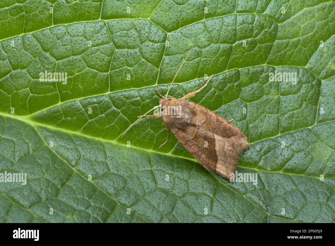 Riparian Mark Owl, Riparian Marsh Highland Mark Owl, owlet moth (Noctuidae), Insects, Moths, Butterflies, Animals, Other Animals, Rosy Rustic Stock Photo