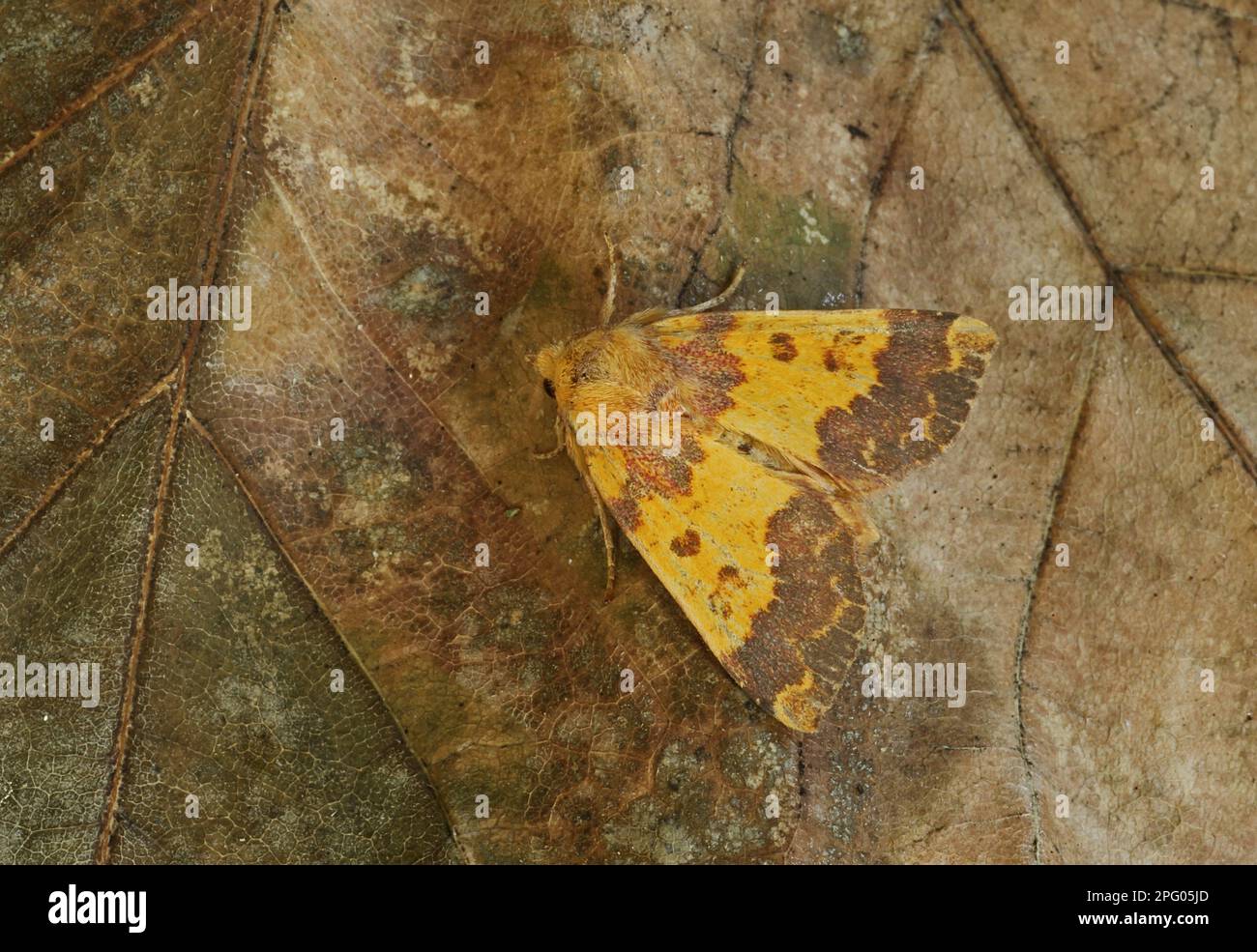 Barred sallow (Tiliacea aurago), Golden Yellow Owl, Beech Barred sallow (Tiliacea aurago), Golden Yellow Owl, Beech