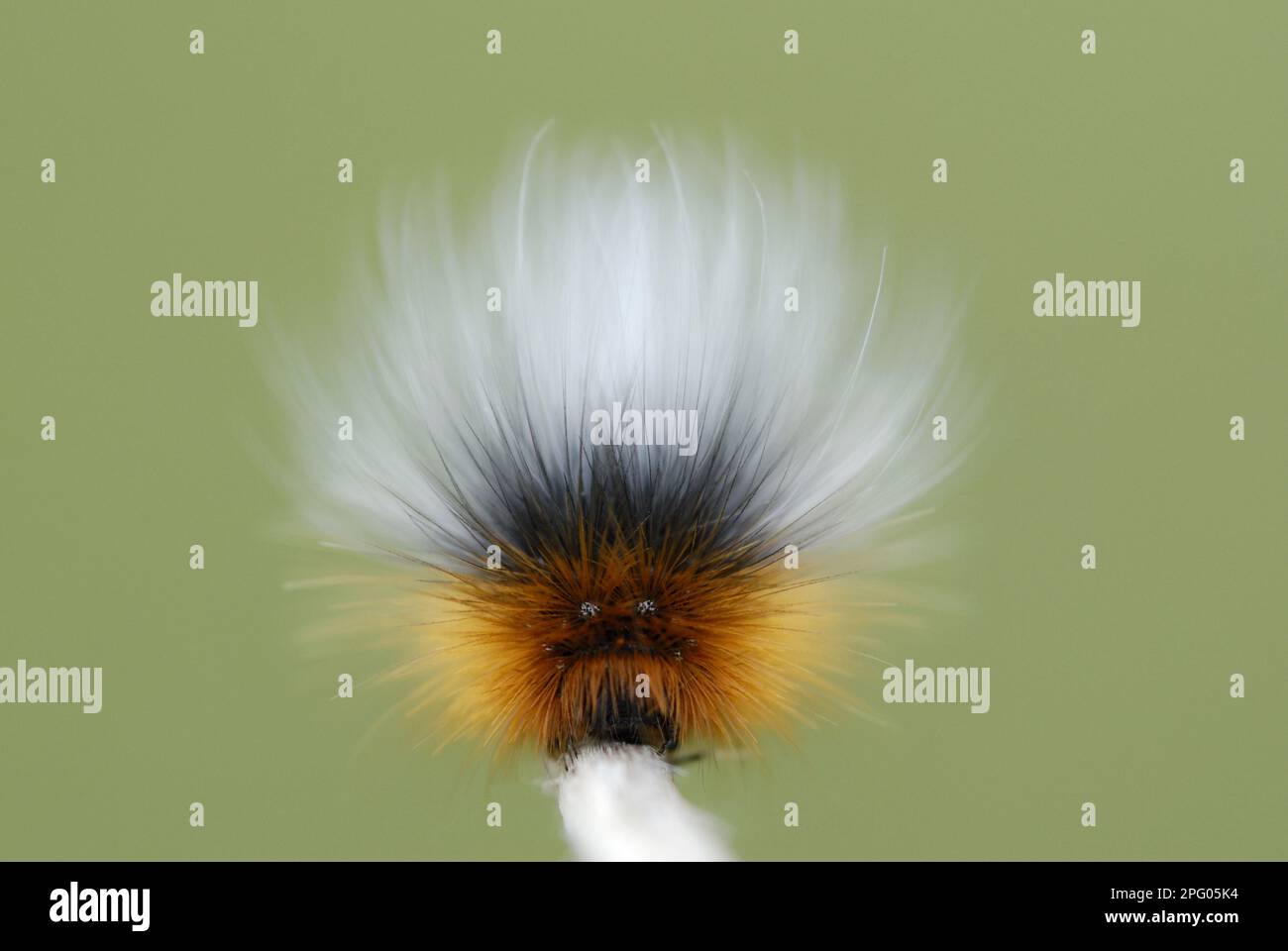 Garden Tiger Moth (Arctia caja) caterpillar, showing defensive false ...