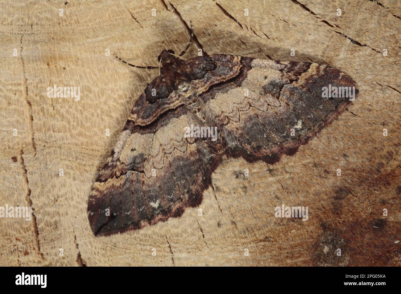 Shoulder stripe moth (Anticlea badiata) adult, Powys, Wales, Marsh Stock Photo