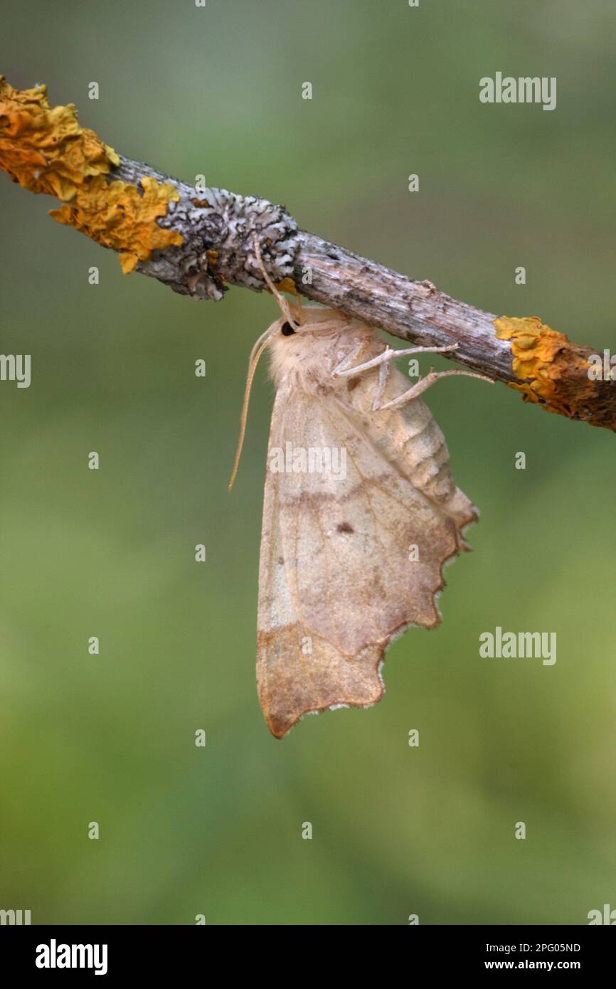 Oak spine moth, Insects, Moths (Geometridae), Butterflies, Animals