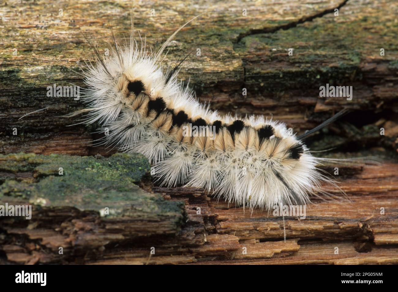 North american moths insects hi-res stock photography and images - Alamy