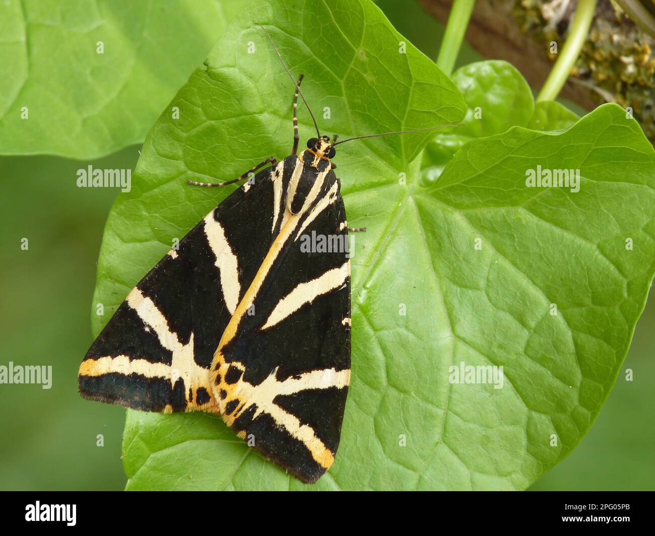 Russian bear, Gruner bear, Green bear, Beautiful bear, jersey tiger