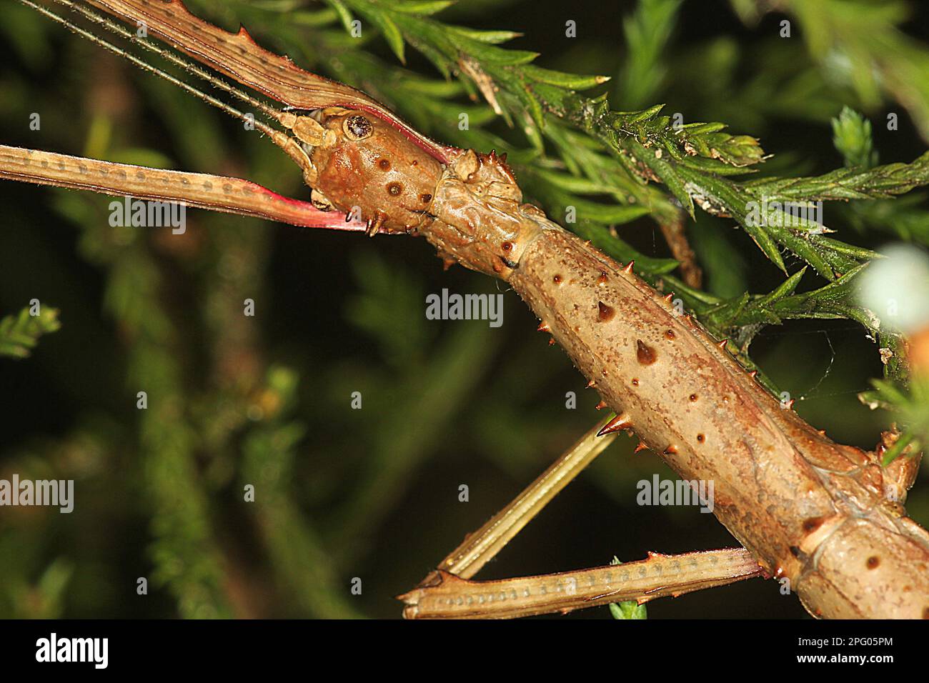 Prika Insect Acanthoxyla prasina hi-res stock photography and images - Alamy