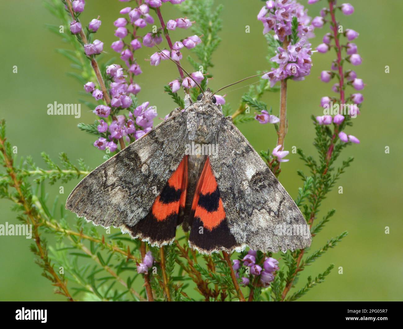 Red red underwing (Catocala nupta) adult, hindwing colour exposed, resting on common heather (Calluna vulgaris), Leicestershire, England, United Stock Photo